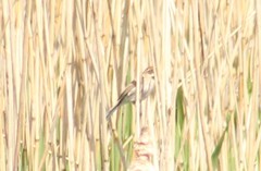 Emberiza schoeniclus