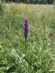 Dactylorhiza praetermissa