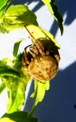 Pararaneus