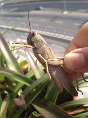 Anacridium aegyptium