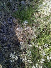 Gypsophila fastigiata
