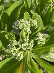 Heliotropium arboreum