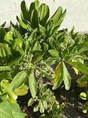 Heliotropium arboreum
