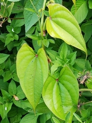 Dioscorea japonica