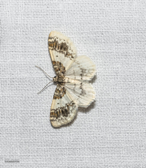 Hydrelia condensata