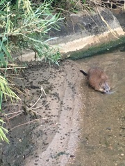Nycticorax nycticorax