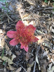 Haemanthus