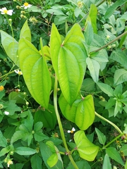 Dioscorea japonica
