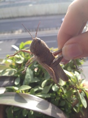 Anacridium aegyptium