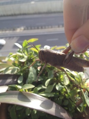Anacridium aegyptium