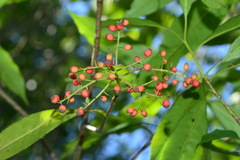 Photinia lasiopetala