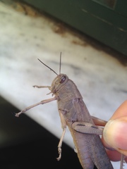 Anacridium aegyptium
