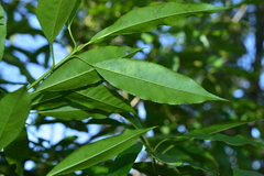 Photinia lasiopetala