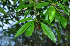 Photinia lasiopetala