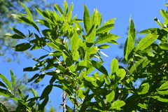 Photinia lasiopetala
