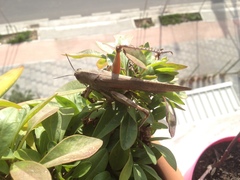Anacridium aegyptium