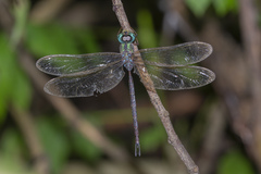 Gynacantha subinterrupta