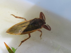 Kirkaldyia deyrolli