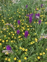 Dactylorhiza praetermissa