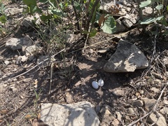 Phalaenoptilus nuttallii