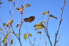 Corylopsis pauciflora
