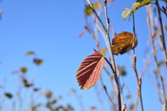 Corylopsis pauciflora