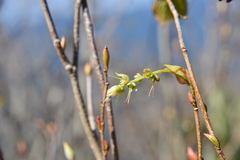 Corylopsis pauciflora