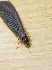 Odontotermes formosanus