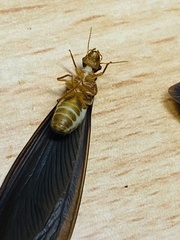 Odontotermes formosanus