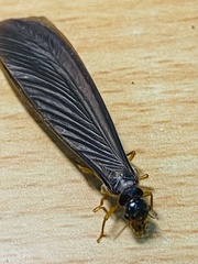 Odontotermes formosanus