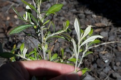 Corokia buddleioides