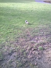 Sciurus carolinensis