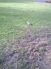 Sciurus carolinensis