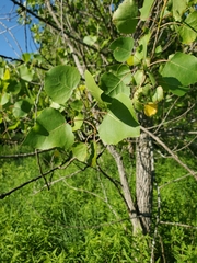 Populus deltoides deltoides
