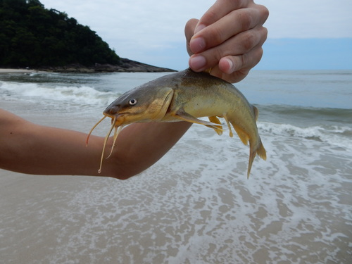 Madamango sea catfish (Cathorops spixii) — Ariidae — 2