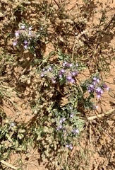 Verbena supina