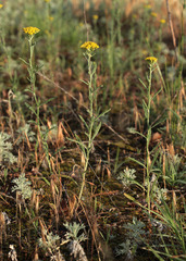 Achillea micrantha
