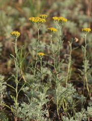 Achillea micrantha