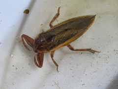 Kirkaldyia deyrolli
