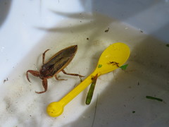 Kirkaldyia deyrolli