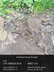 Mastigodryas pulchriceps