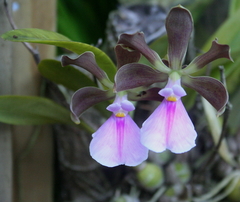 Encyclia cordigera