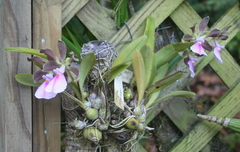 Encyclia cordigera