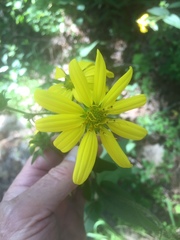 Silphium asteriscus asteriscus
