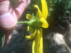 Silphium asteriscus asteriscus