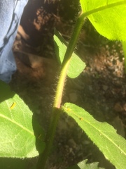 Silphium asteriscus asteriscus