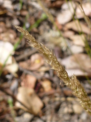 Agrostis exarata