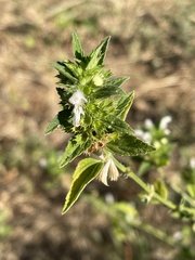 Leucas sexdentata
