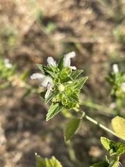 Leucas sexdentata