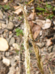 Agrostis exarata